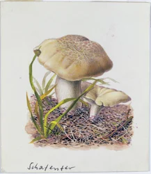 Étude de champignons